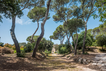 Beautiful botanical garden of Donnafugata castle, Ragusa, Sicily, Italy.