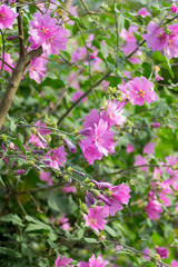 Close up of flowers in a garden with out of focus background