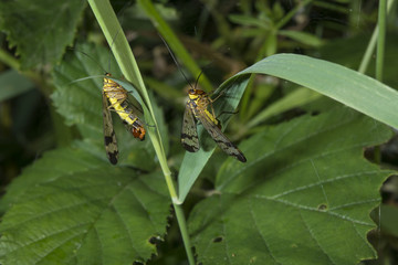 Insects on a grass blade.