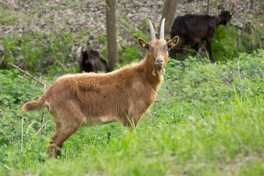 Goat looking towards photographer