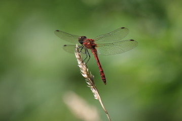 Libellule rouge