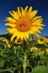Flower Sunflowers with bee. Blooming in farm - field with blue sky. Beautiful natural colored background.