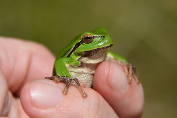 Laubfrosch