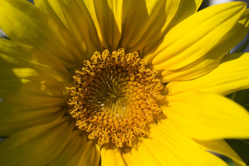 Sunflower blooming next to white picket fence in residential neighborhood