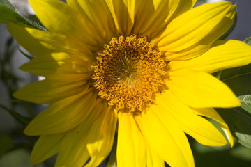 Sunflower blooming next to white picket fence in residential neighborhood
