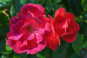 Rose- garden blurred background