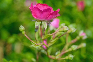 Rose- garden blurred background