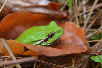 Laubfrosch