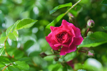 Rose- garden blurred background