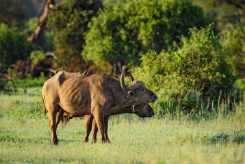 African Buffalo - Syncerus caffer, Kenya, Africa