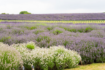 Lavender field lilac flowers a great aroma, daytime in the summer