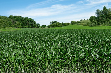 Fototapeta na wymiar Corn Fields on the Fourth of July: Corn stalks reach a height of 3-4 feet in early July on a small farm in southern Wisconsin.