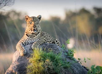 Selbstklebende Fototapeten Der schöne Leopard liegt auf einem Termitenhügel und sucht den Horizont nach Problemen ab © Lindsey