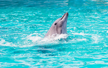 Dolphin in the water