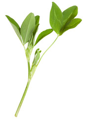 Isolated clover flower. Fodder crop for livestock