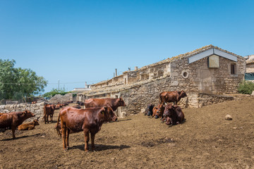 Cows outside Donnafugata castle, Ragusa, Sicily, Italy.