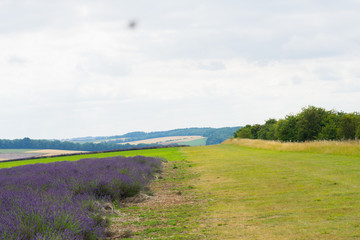 Lavender farms with lilac flowers and a great smelling aroma in the summer at daytime in the UK