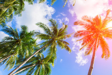 Palm tree crown on cloudy sky. Sunny tropical island toned photo. Sunshine on palm leaf.