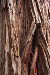 Sequoia National Park