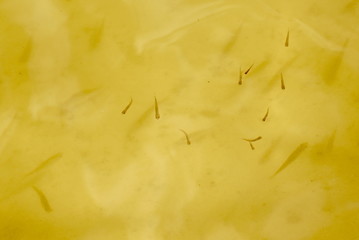 A small fish floats in the lake