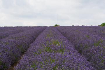 A Lavender farm in the south of England in the summertime at daytime, lilac flowers with a delightful smell