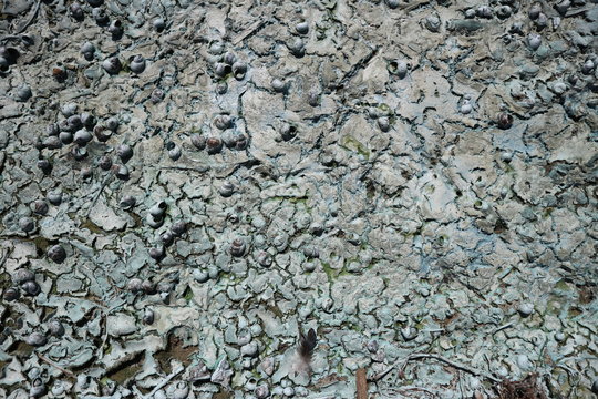 Dry river algae and shells on the sand