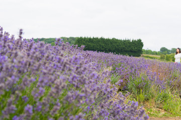 A Lavender farm in the south of England in the summertime at daytime, lilac flowers with a delightful smell