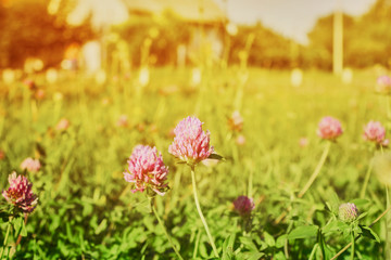 Beautiful pink flowers of clover on a background of green grass. The sun shines brightly.
