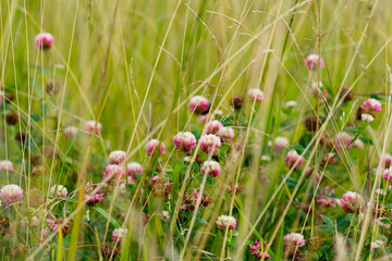 Pink wild flowers amounst long grass in a field in a rural scene with lush foliage in the summer at daytime in the UK