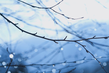 tree branches