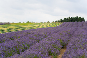 Fototapeta na wymiar A Lavender farm in the south of England in the summertime at daytime, lilac flowers with a delightful smell