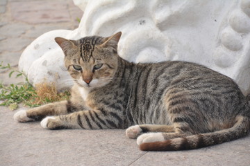 горы море цветы фрукты кот небо люди