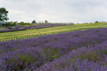 A Lavender farm in the south of England in the summertime at daytime, lilac flowers with a delightful smell
