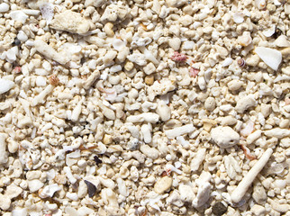 White coral texture. Seashells beach top view photo for background.