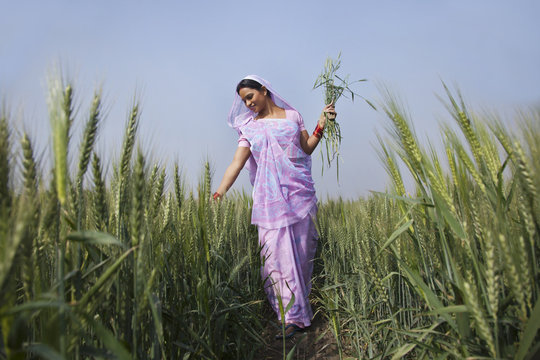 An Indian female farm worker walking through wheat field 