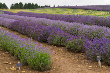 Fototapeta na wymiar A Lavender farm in the south of England in the summertime at daytime, lilac flowers with a delightful smell