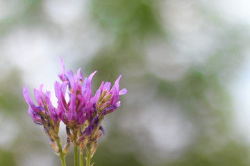 Flowers on blur tree background. Copy space.