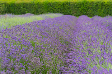 A Lavender farm in the south of England in the summertime at daytime, lilac flowers with a delightful smell