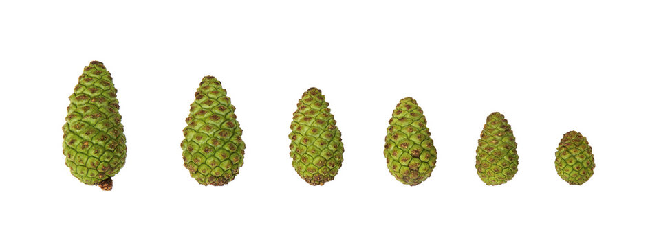 Many sizes of Green pine cones, isolated on white background, with clipping path