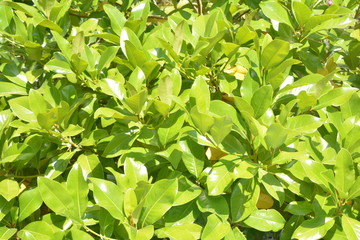 природа море деревья небо цветы кувшинки птицы