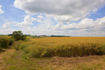 Fototapeta premium ripening canola