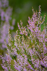 Scottish Heather