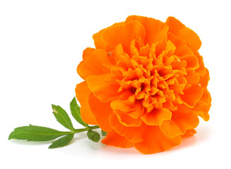 Orange Marigold flower (Tagetes erecta, Mexican marigold, Aztec marigold, African marigold) Tagetes erecta flower isolated on white