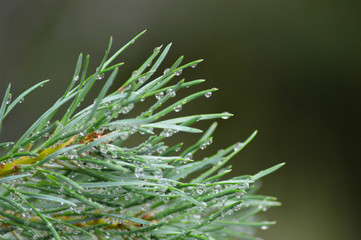 pine needles