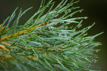 Pine needles