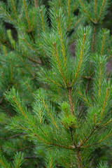 pine tree
