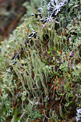 lichen