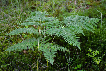 bracken
