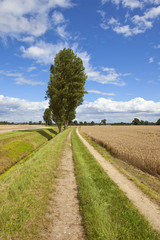 Fototapeta na wymiar poplar trees and farm track