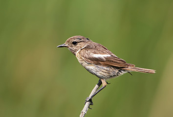 Female of European stonechat on green blurry background